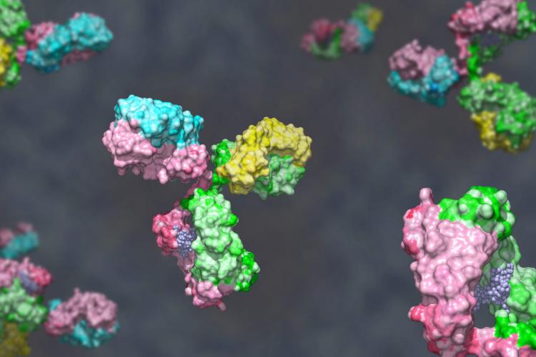 Bispecific antibody coloured heavy chain in green and pink, light chain blue and yellow against grey background; glycosylated bispecific immunoglobulin engineered to target different antigens 3D render